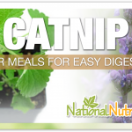 Catnip: Uses & Health Benefits