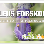Coleus Forskohlii: A Medicinal Herb