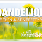 Dandelion Health Benefits: More Than A Weed