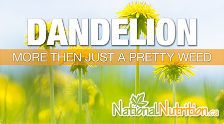 2015/01/Dandelion-1.jpg