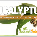 Eucalyptus: Understanding Its Health Benefits