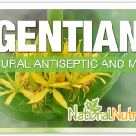 Gentian Herb: A Bitter Herb For Digestive Health