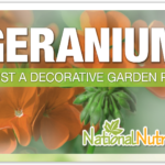 Geranium Oil: An Essential Oil For Good Health