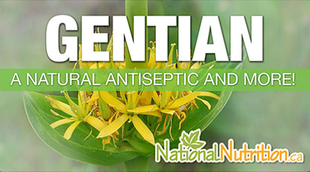2015/01/Gentian_Herb_Health_Benefits.jpg