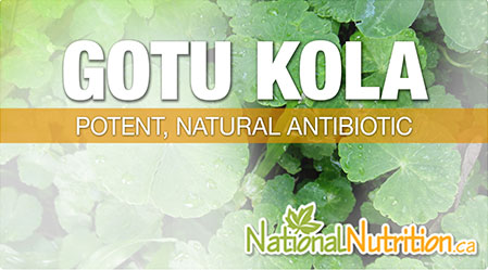 2015/01/Gotu_Kola_Health_Benefits.jpg