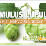 Humulus Lupulus (Hops)