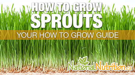 How_to_Start_Sprouts