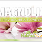 Magnolia Bark Benefits & Health Advantages