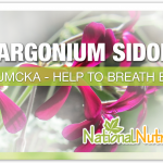 Pelargonium Sidoides (Umcka) Umckaloabo