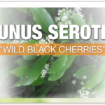 Prunus Serotina
