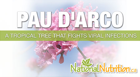 2015/01/Pau_D-Arco_Health_Benefits.jpg