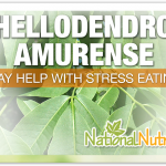 Phellodendron Amurense