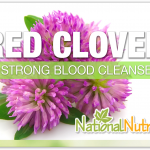 Red Clover
