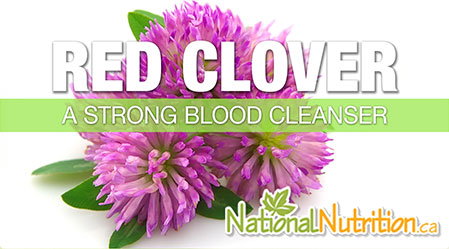 2015/01/Red_Clover_Health_Benefits.jpg