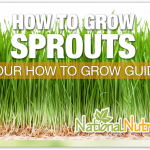 How to Grow Sprouts