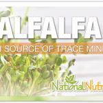 Alfalfa: An Herb For Detoxification