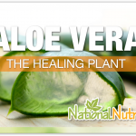 Aloe Vera: A Plant For Digestive Regularity