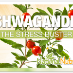 Ashwagandha: An Adaptogen For Well-Being