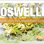 Boswellia
