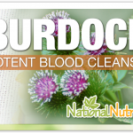 Burdock Root Supplement Varieties