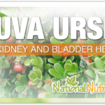 Uva Ursi