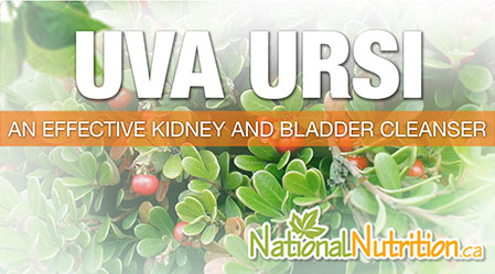 2015/01/Uva_Ursi_benefits.jpg