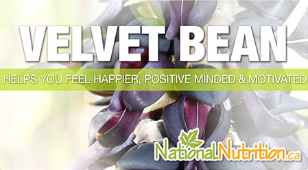 2015/01/Velvet_Bean_Health_Benefits.jpg