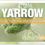 Yarrow