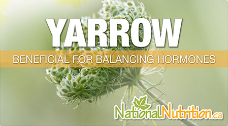 2015/01/Yarrow_Hormone_Balancing_Health_Benefits.jpg