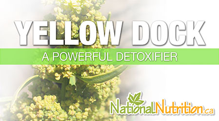 2015/01/Yellow_Dock_Detoxification_Health_Benefits.jpg