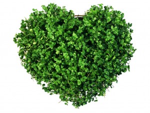 greenheart