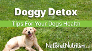 Doggy Detox: How Can I Keep Protect My Dog's Health?