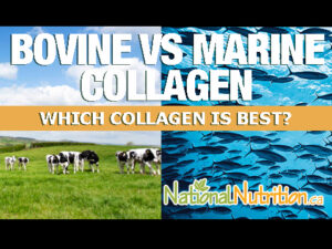 Marine vs Bovine Collagen