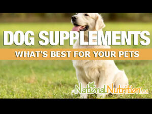 Supplements for Dogs