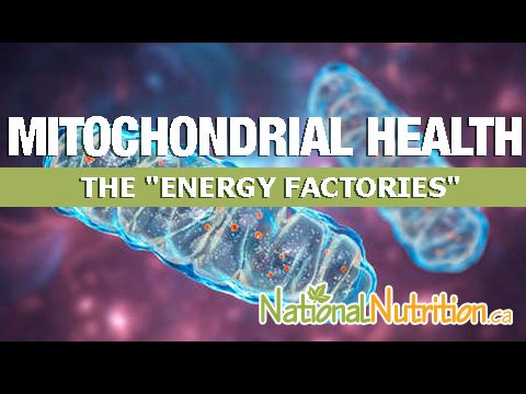 2023/02/Mitochondrial-Supplements.jpg